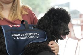 ¿Qué representa la compañía de un perro de asistencia para un estudiante autista?  