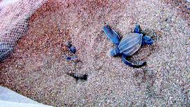 33 tortugas baula anidaron en playas Grande y Ventanas