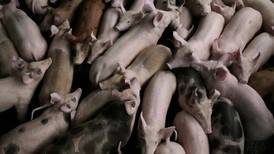 Porcicultores piden estudio para gravar la carne de cerdo chilena