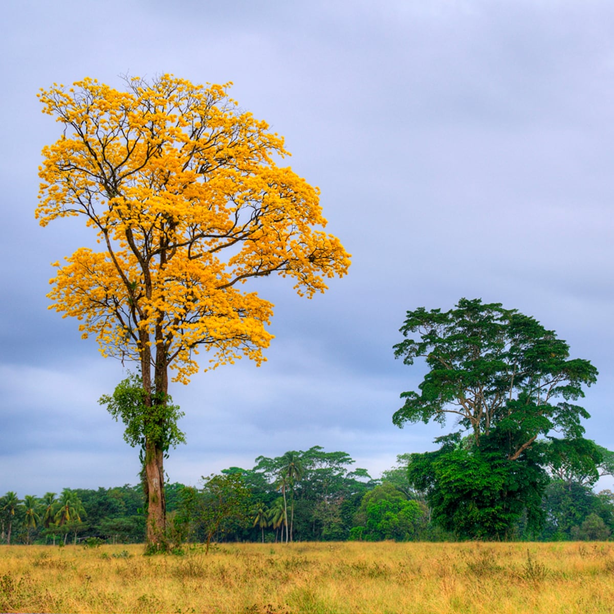 Calendario ilustra con un árbol del paisaje tico cada mes 