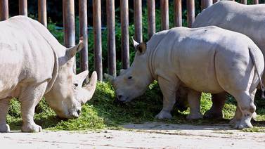 Los rinocerontes usan el estiércol como redes sociales