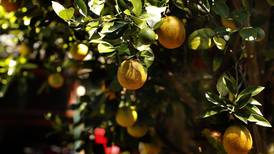 Enfermedades, clima y bajos precios azotan al sector de naranjas en Costa Rica