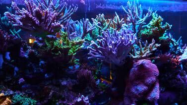 La acuariofilia, el ‘hobby’ que salva los arrecifes