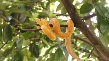 Riesgo de mordeduras de serpientes se eleva en época lluviosa; sepa cómo prevenirlas 