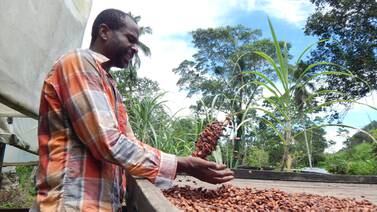 Dos pymes predican   innovación en proyectos de cacao y carbono
