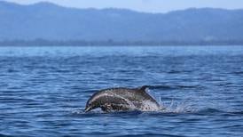 Los relatos de nadadores ticos en el mar: desde ser custodiados por delfines hasta observar ballenas y tiburones