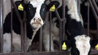 Reconocen a Costa Rica como país con riesgo controlado de ‘enfermedad de la  vaca loca’