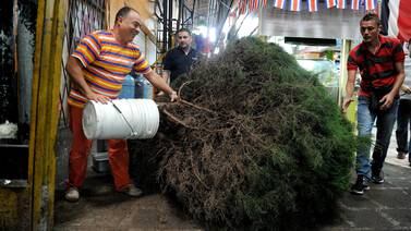 Municipalidades recibirán árboles navideños para reciclarlos