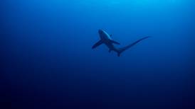 Poblaciones de tiburones sedoso y zorro han declinado en más de 70% a nivel mundial