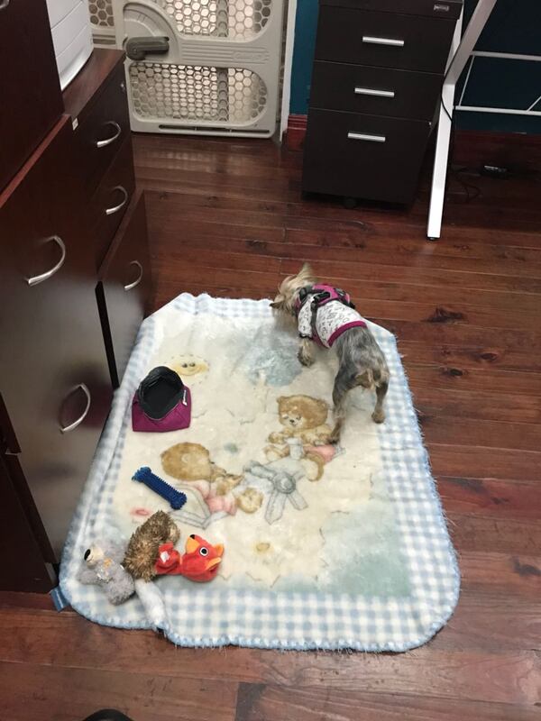 ¿Al trabajo con la mascota? Empleados se organizan para 