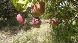 Exportación de mango subió un 86%