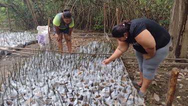 Mujeres de Chomes reforestan manglar que da de comer a sus familias