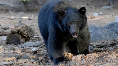 Matan 300 osos en Florida tras polémica temporada de caza