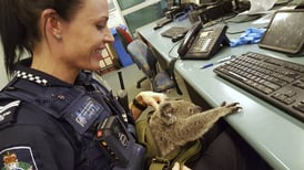 Una mujer detenida por cargar un bebé koala en su bolso en Australia