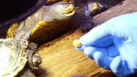 Toxina causa la muerte a cientos de tortugas en Long Island
