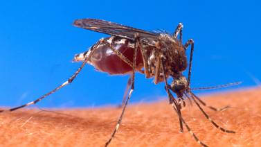 Zancudo hembra transmisora del dengue  se adapta a casi cualquier área y clima