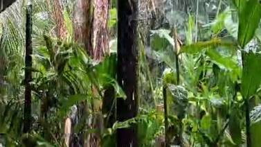 CNE dicta alerta amarilla en el Caribe y zona norte por lluvias y llegada de dos ondas tropicales