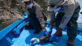 Perú rescata más de 420 aves por derrame de petróleo de Repsol