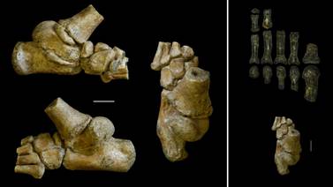 Fósil de pie de niña da pistas sobre cómo se movían nuestros ancestros hace 3 millones de años
