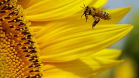  Joven investigador entrena abejas para detectar enfermedades de los cereales