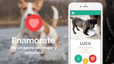‘App’ tica lanza catálogo de perros para que usted encuentre a su 'alma gemela perruna'