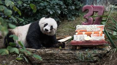 Panda de 37 años se convierte en el más longevo en cautiverio del mundo     