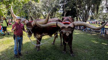 Desfile de boyeros reunió a más de 100 yuntas en el parque La Sabana
