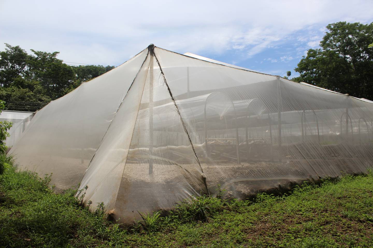 La casa malla está cubierta por una malla antiáfido o antinsectos, para repelar la cantidad de plagas y no usar insecticidas.