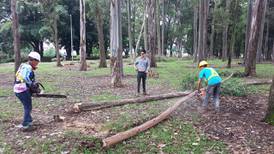 La Sabana sustituirá otros 300 árboles enfermos o en mal estado