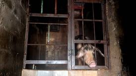 12 cerdos vivían en porqueriza clandestina debajo de una de las casas quemadas en Tirrases