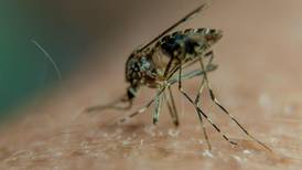 Científicos mapearon ADN del zika a partir del semen