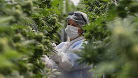 Panamá lista para explorar el negocio del cannabis medicinal