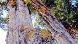 Ungüento natural  cura árboles centenarios en nuestra capital
