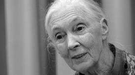 Jane Goodall, investigadora de primates: “Sin plantas, no existirían los animales”