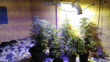 Dueño de casa en Heredia descubre que su inquilino tenía laboratorio de marihuana