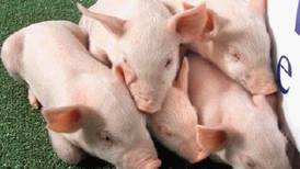 Consumo de carne de cerdo en Costa Rica empieza ser más alto que el de res