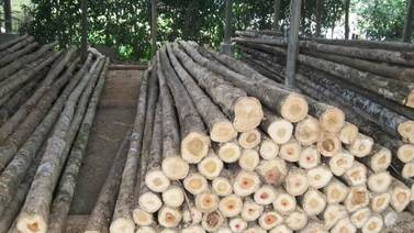Producción de madera tuvo ligero aumento en el 2017