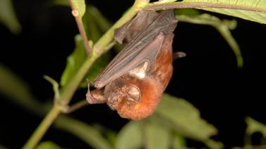 Biólogos de UCR crean ‘biblioteca acústica’ con sonidos de murciélagos ticos
