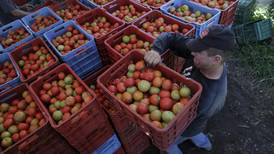 Investigadores quieren devolver el sabor a los tomates industriales