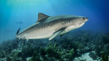 Así es el tiburón tigre, el gran depredador de la Isla del Coco
