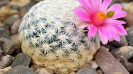El 31% de las especies de cactus está en peligro