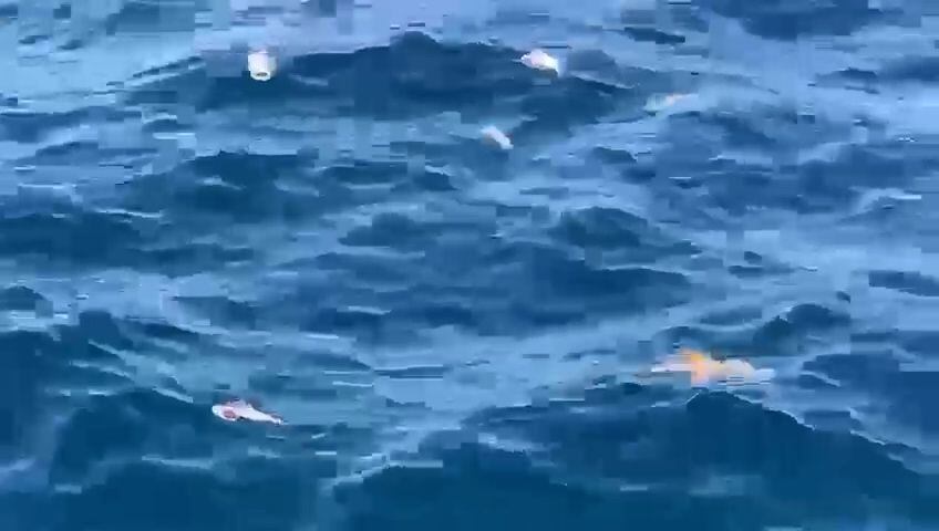 Video muestra distintas especies marinas muertas flotando en el Pacífico. MarViva lo relaciona con la pesca de arrastre.