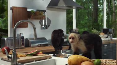 Monos de Costa Rica se lucen en publicidad de tienda Ikea