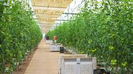 Empresa cartaginesa Tomatissimo reanuda exportación de tomate hidropónico a Estados Unidos
