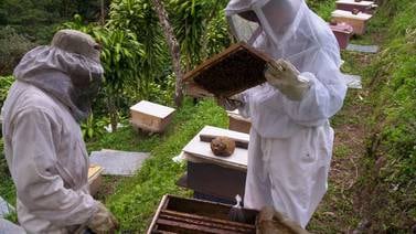 Ministerio de Economía encontró ventas de miel falsa de abejas