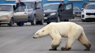 Oso polar famélico recorrió 800 km para buscar alimento en ciudad rusa 