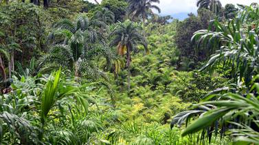 2.000 hectáreas de palmito están en riesgo de perderse por falta de compradores