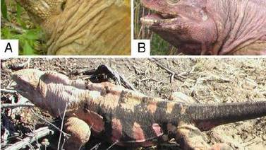 Ecuador criará  iguanas rosadas en cautiverio