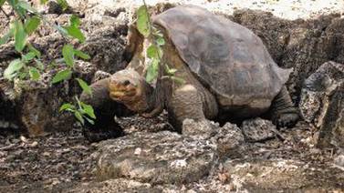 Tortugas de Galápagos sanan solas y viven muchos años debido a variantes genéticas