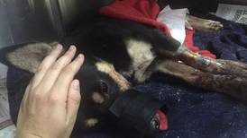 Duke, el perro que sufrió un machetazo, salió bien de cirugía aunque perdió gran parte de su hocico